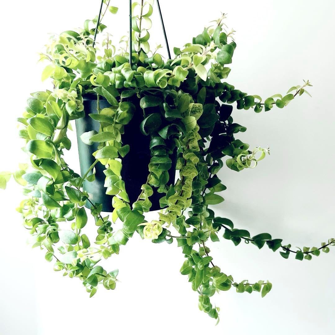 シェフレラ カポック 2現品観葉植物 室内 7号 シェフレラ