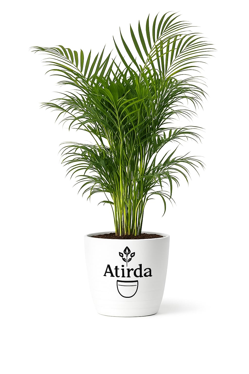 Areca Palm Live Plant | Indoor Air Purifying Houseplant | Natural Humidifier | Tall & Bushy Healthy Live Plant with Pot for Home & Office Decor-image-3