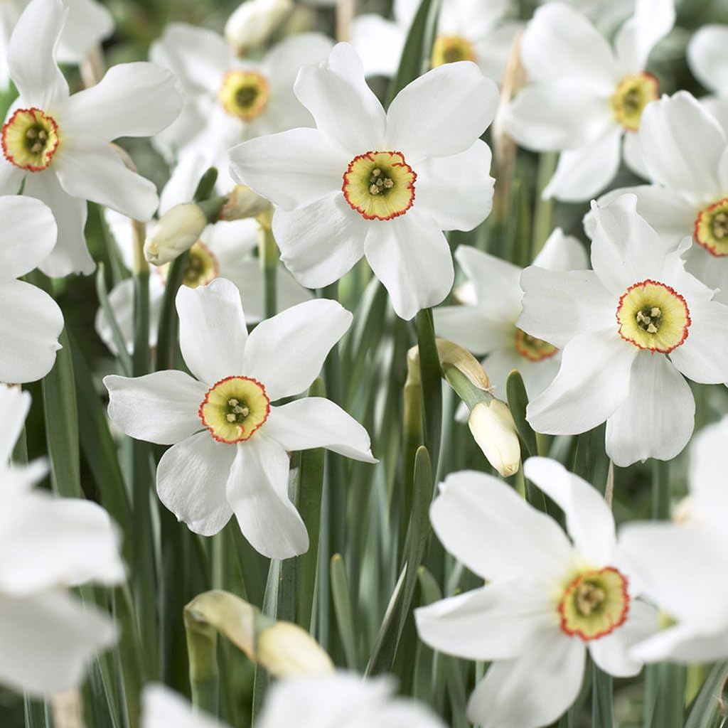 Van Zyverden Daffodils Pheasant's Eye Set of 12 Bulbs