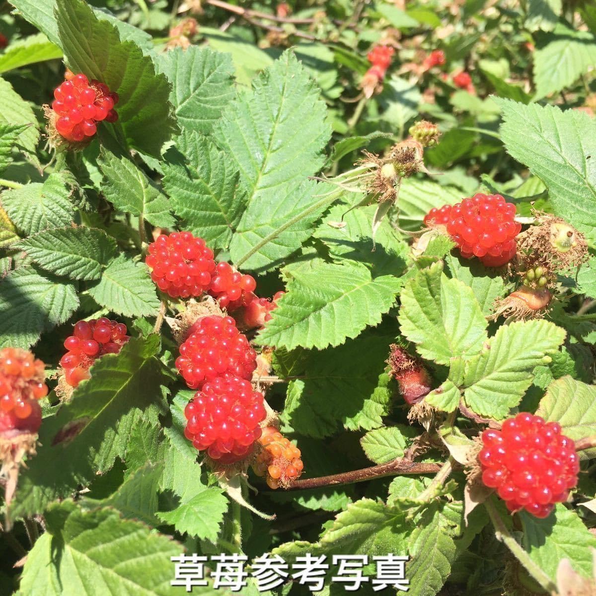 Amazon.co.jp: 草苺苗3株美味しい木苺苗キイチゴの苺の抜き苗 栽培容易 