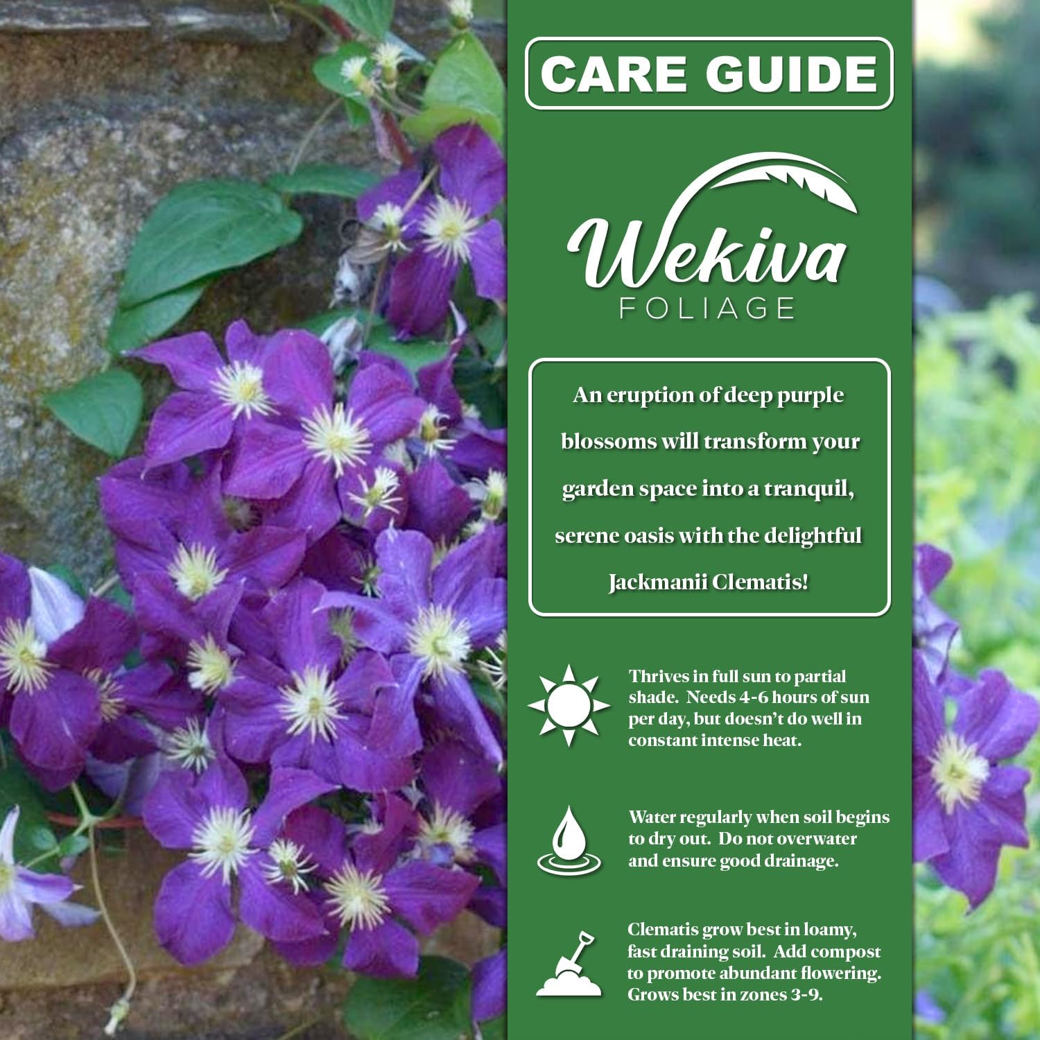 Clematis Jackmanii - 2 Live Starter Plants in 2 Inch Growers Pots - Starter Plants Ready for The Garden - Beautiful Violet Purple Flowering Vine