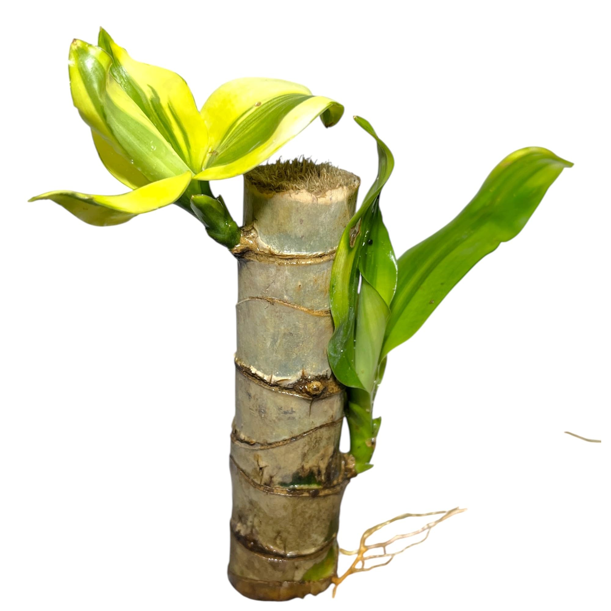 Lucky Brazilian Wood Plant Live (without pot)| Compact Indoor Decorative Table Plant for Small Spaces | Low Water Air Purifying Easy Grow Green Plant-image-44