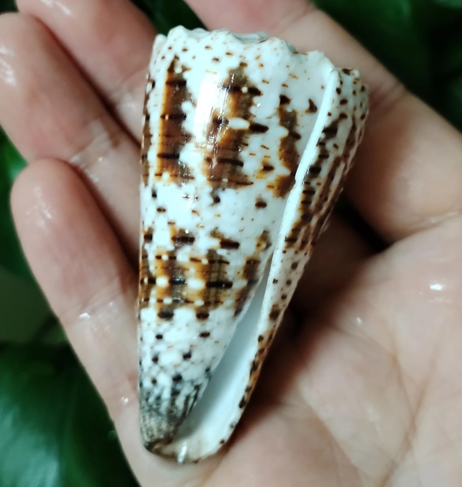 Conchiglie per decorazione, 1 pezzo, 7-9 cm, cono, conchiglie, campioni, collezione per decorazioni nautiche per la casa, riempitivo per vasi di pesci