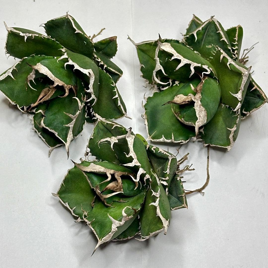 1575 アガベ 南アフリカダイヤモンド 3株 陽炎 強白棘 優良血統