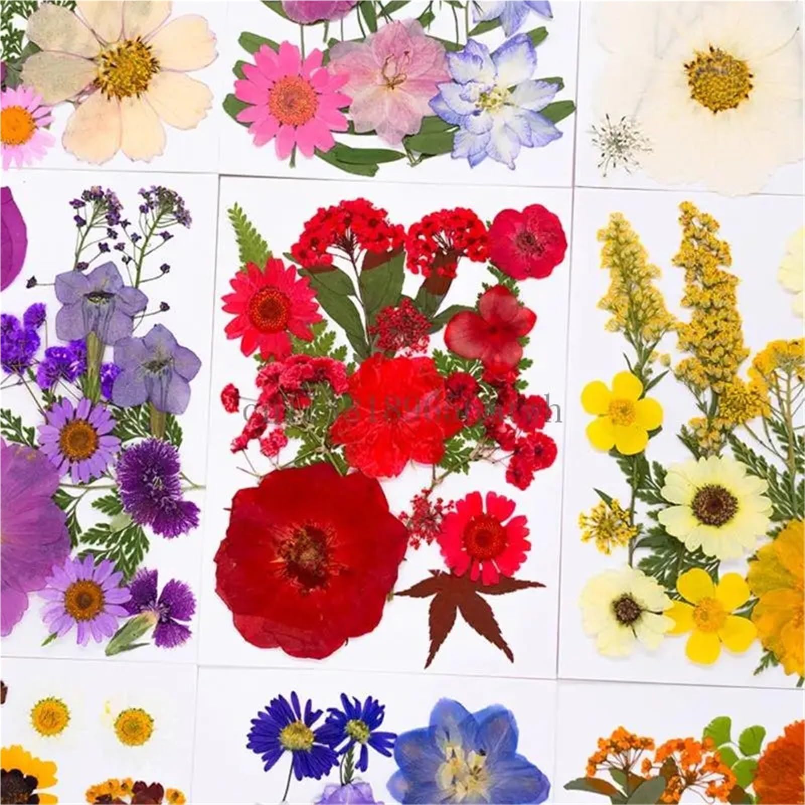 Flores Secas Prensadas 15 Flores prensadas secas