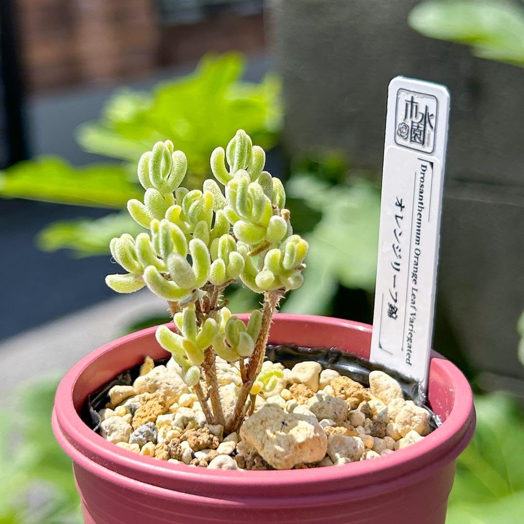 Amazon.co.jp: 多肉植物 ドロサンテマム オレンジリーフ錦 超美苗 種