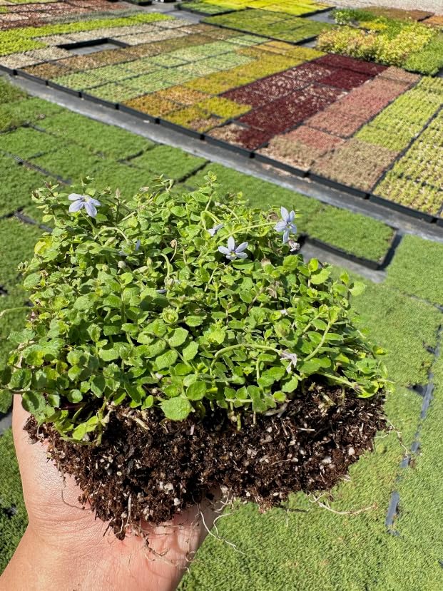 Amazon.com : Isotoma - Blue Star Creeper - Live Plant Quad : Patio