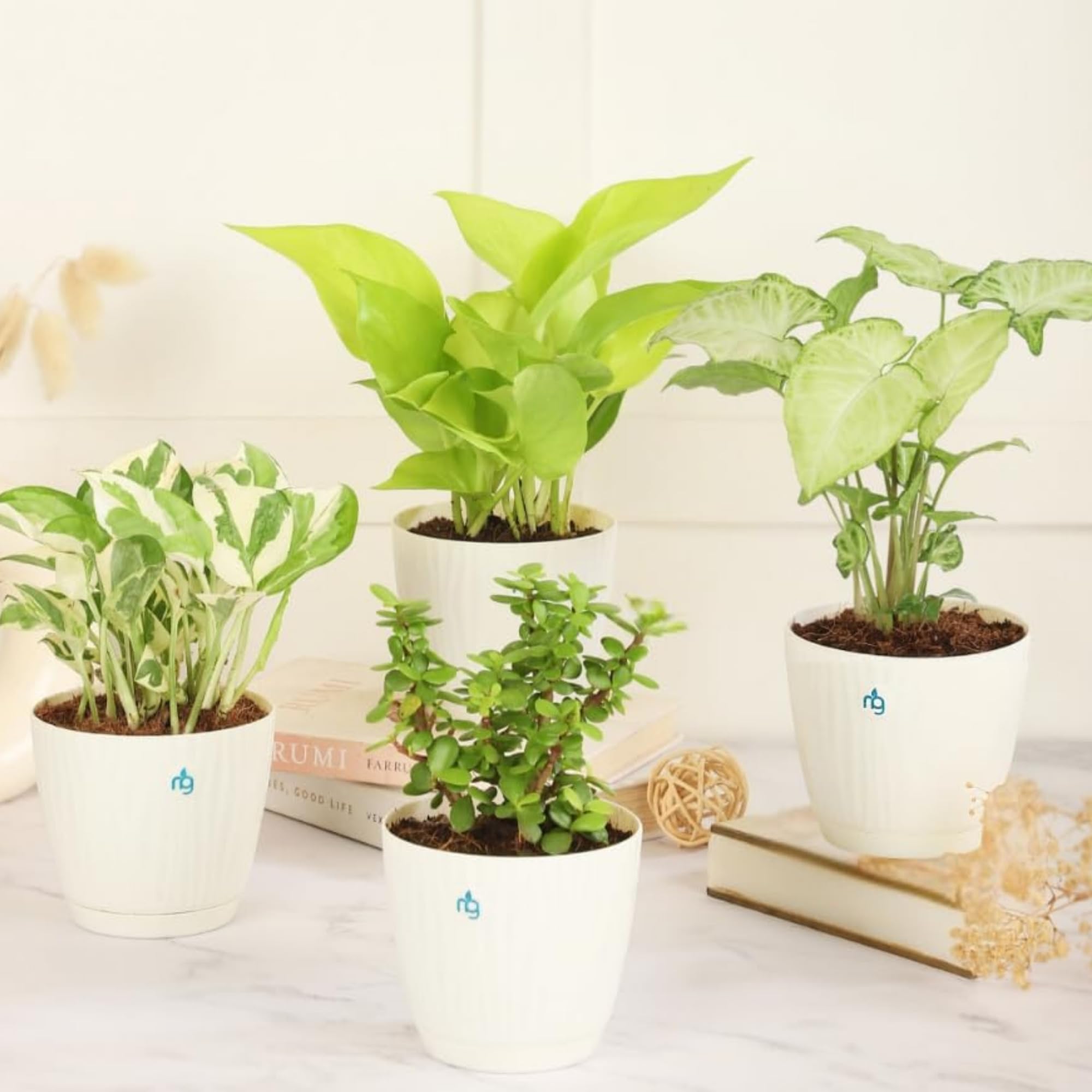 Nurturing Green® Combo of 4 Good Luck Plants For Living Room (Jade, Syngonium, Money Plant Njoy & Scindapsus Gold) with Ivory Self Watering Plastic Pots (Size: 3.7 Inch Wide) | Live Plants With Pots-image-2