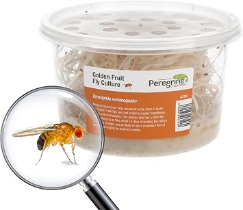 Golden Fruit Fly Culture | Live Food for Reptiles & Frogs | | Golden fruit fly culture for reptiles & amphibians. Ideal micro-feeder for dart frogs, small geckos & mantids | 1tub