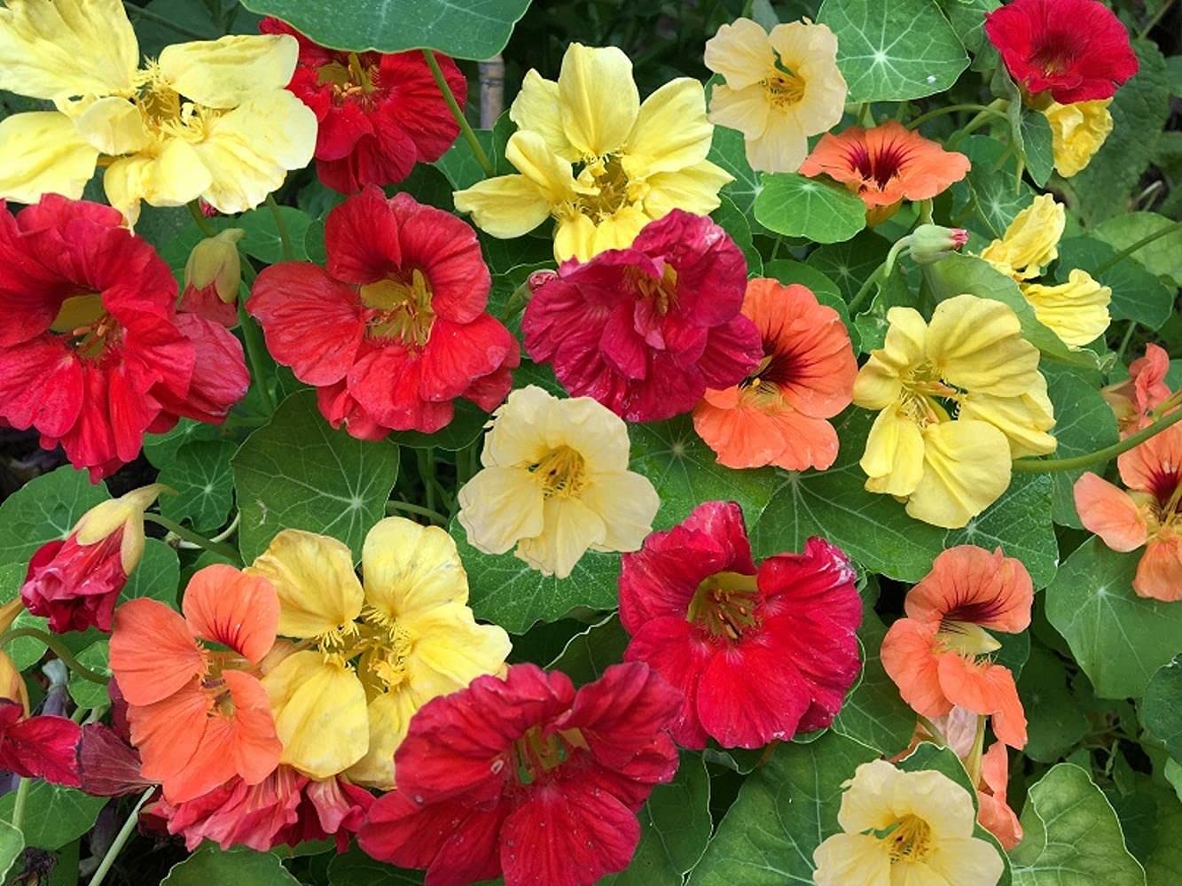 See full amazon price history chart for LIVE GREEN Flower Seeds | Nasturtium Mix Color Flower Seeds For Home Gardening (30 seeds Pack) LIVE GREEN Flower Seeds | Nasturtium Mix Color Flower Seeds For Home Gardening (30 seeds Pack) (B09BV77HV2) Amazon Price History, Amazon Price Tracker