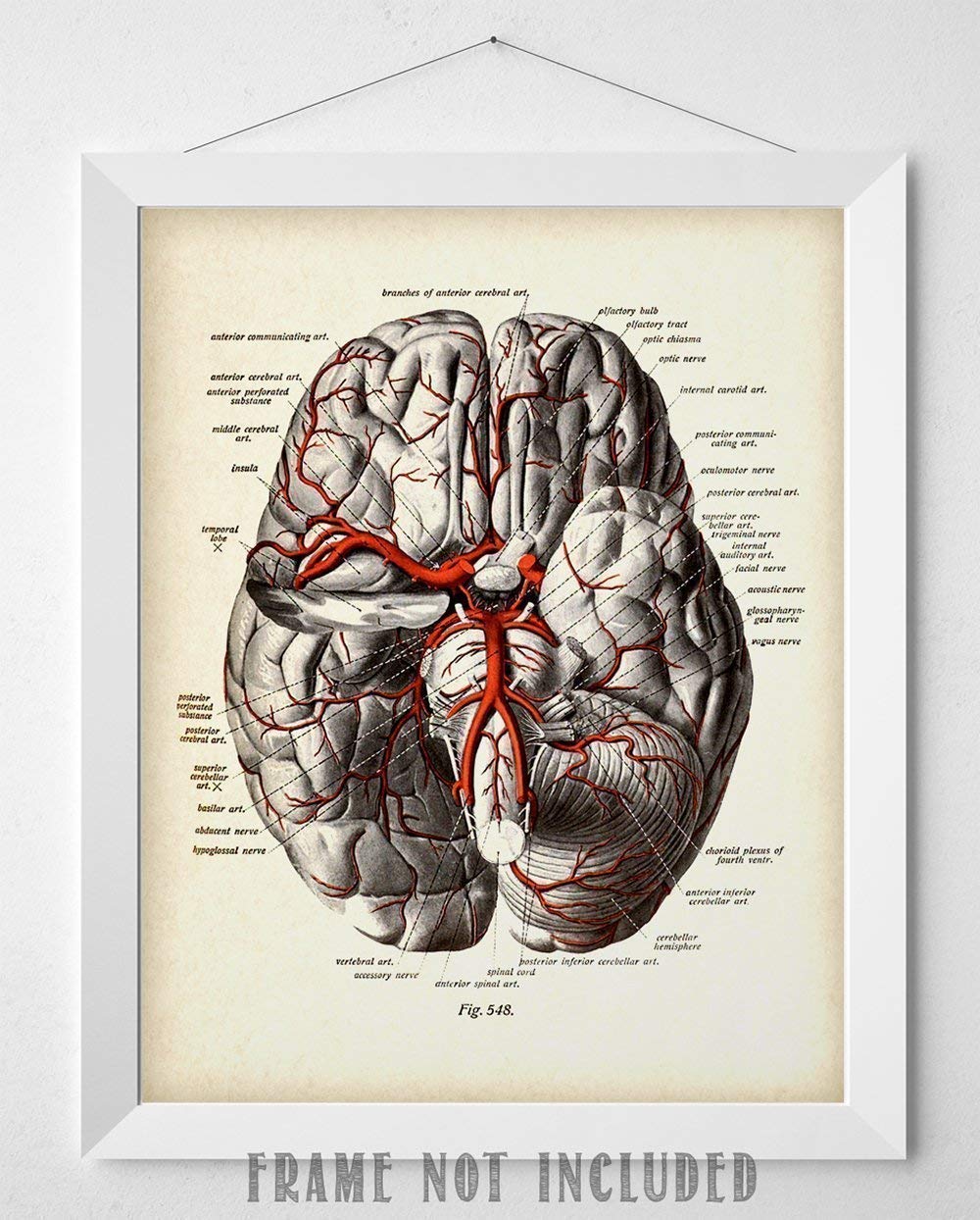 Anatomy Brain Art Human Brain Model Anatomical Anatomy Medical