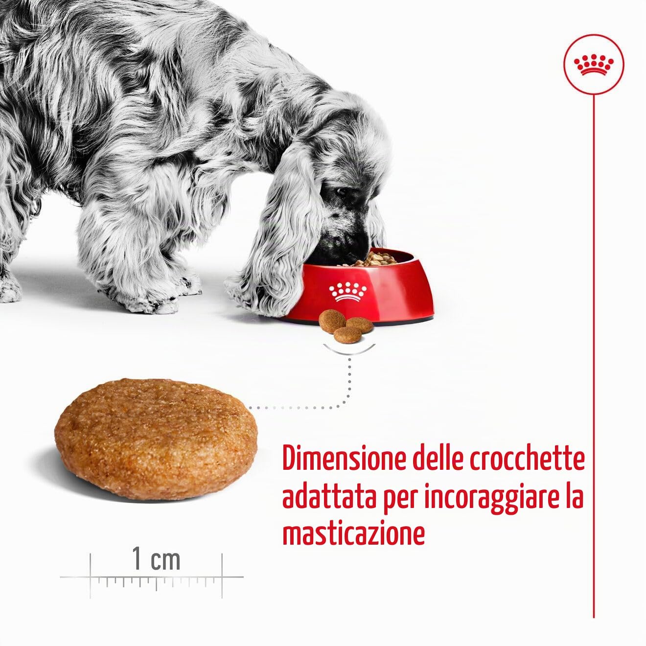 Royal Canin C-08402 S.N. Adulto Medio - 4 kg