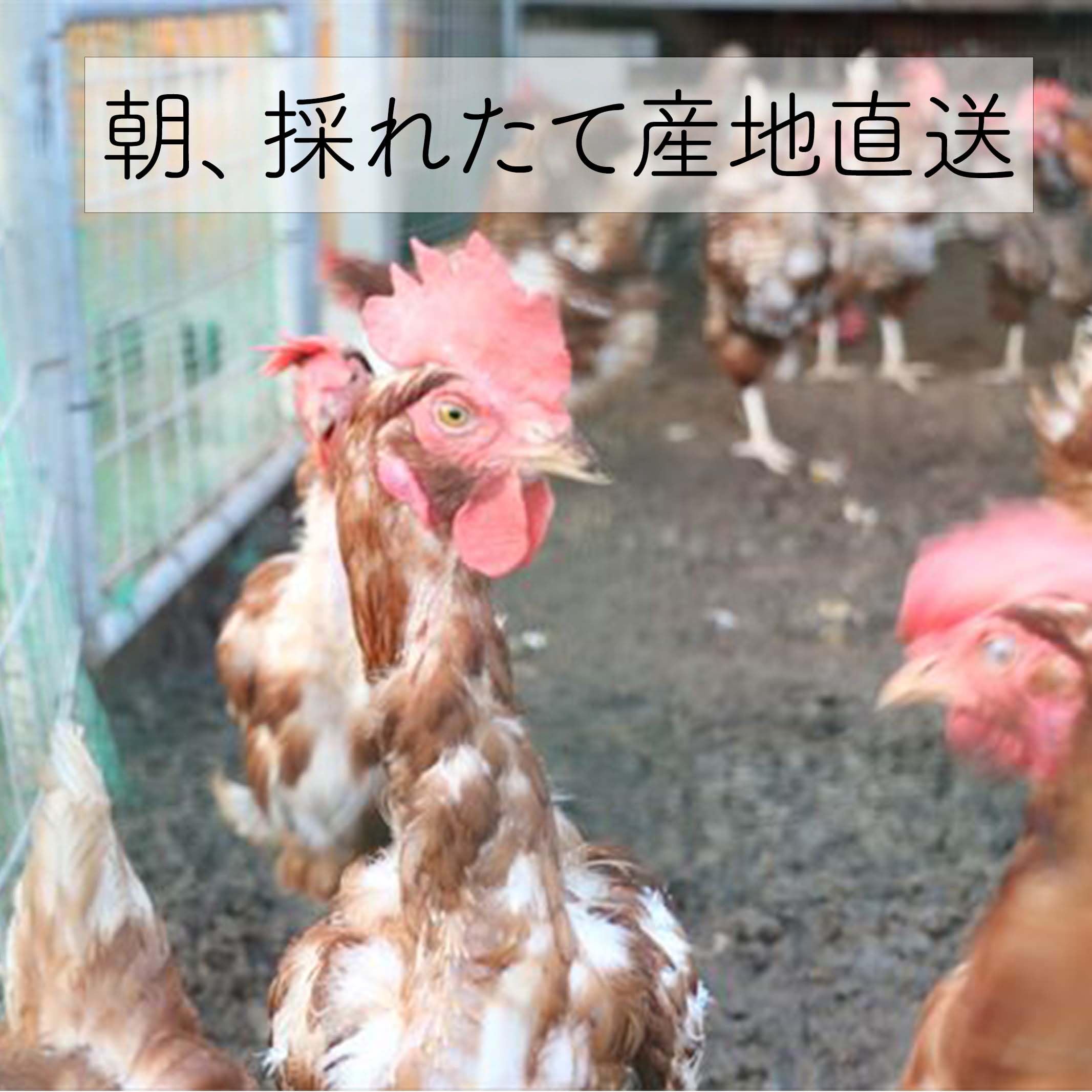 Amazon | 沖縄県産 平飼い卵 20個 朝採れ 卵 抗生物質不使用 ワクチン