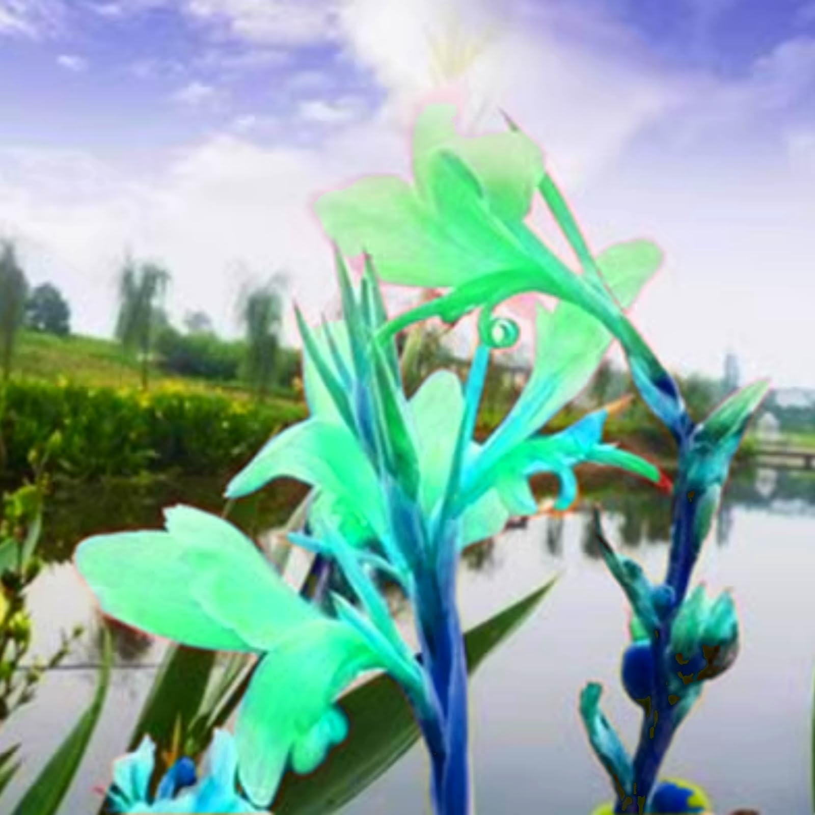 Hardy,Giant Canna Lily Bulbs,Perennial,Professional for Brilliant Garden Displays-2 Bulbs-B