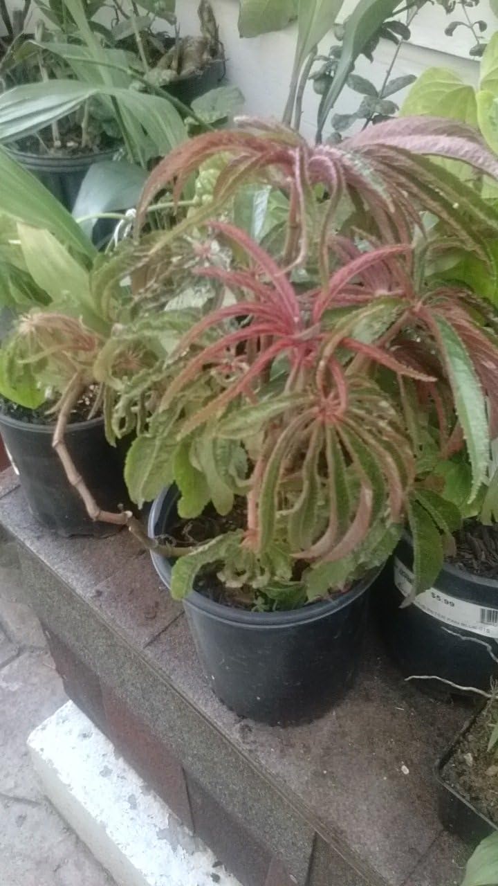 9EzTropical - Begonia Luxurians Palm Leaf Hardy House Plant - 1 Feet Tall - Ship in 1 Gal Pot