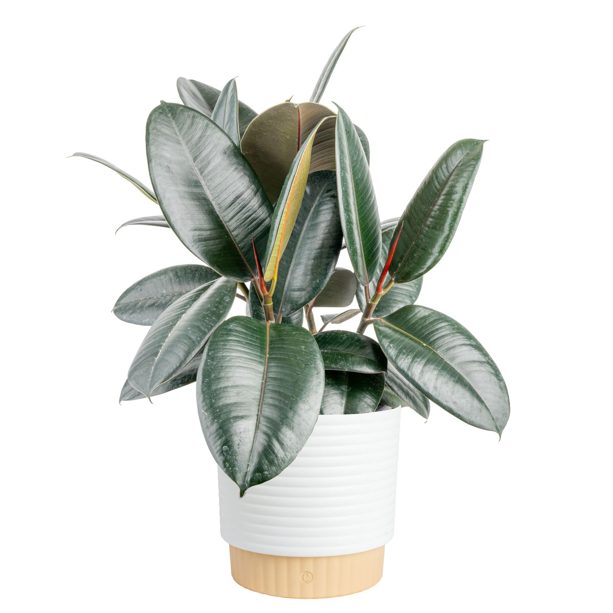 Costa Farms Burgundy Rubber Plant Decorative Pot