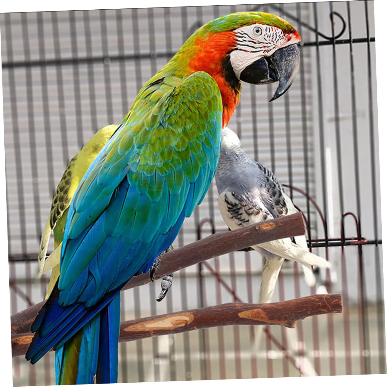 BESPORTBLE 16 Pz in piedi pappagallo supporto per gabbia per uccelli palestra per giochi di uccelli giocattoli giocattolo trespolo per pappagalli accessori per uccelli masticare Uva