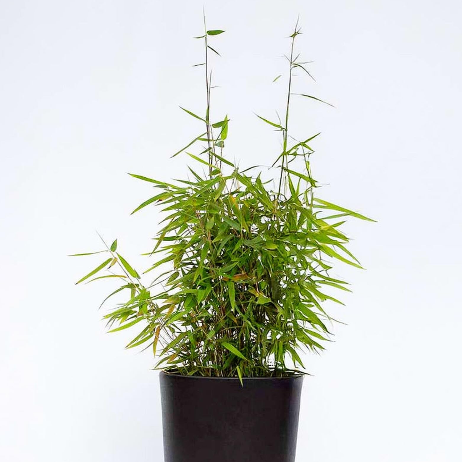Original Mini Bamboo Plant Schizostachyum kuisingii Umbrella Bamboo Plant  Tall Growing Bamboo Excellent for Boundary Definition and Decoration Pack  of 1 : Amazon.in: Garden & Outdoors