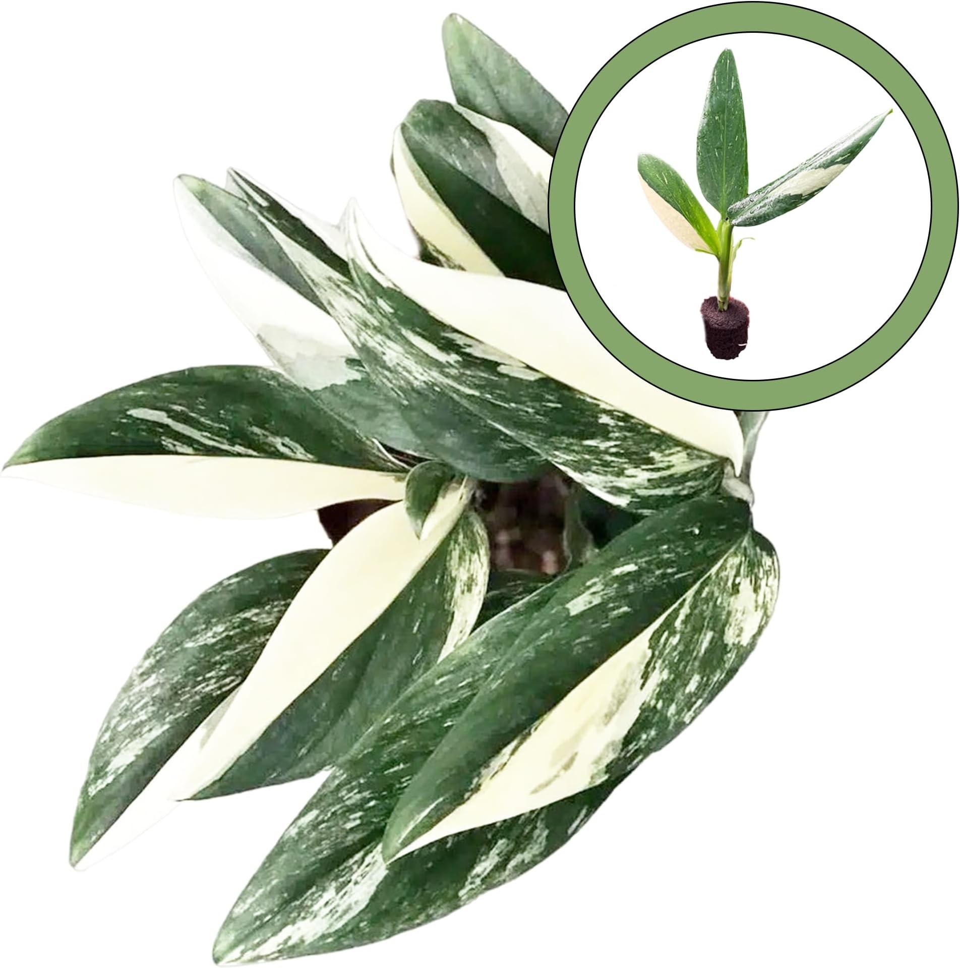 Monstera Standleyana Albo Starter Plant