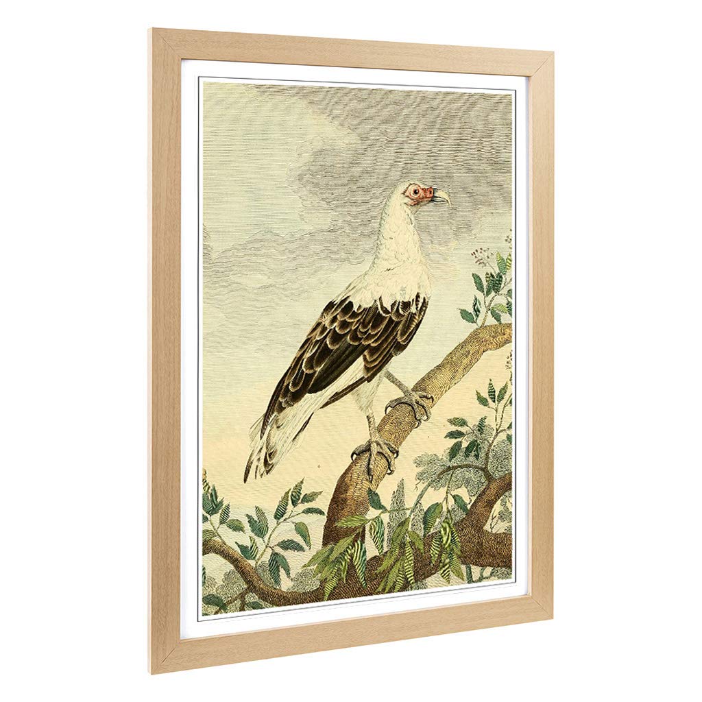 Big Box Art Framed Print of Vintage Charles R Ryley Angola Vulture Design | Wall Art Picture | Home Decor for Kitchen, Living Room, Bedroom, Hallway, Oak, A2 / 24.5x18 Inch / 62x45cm