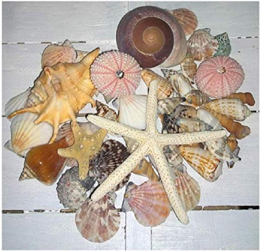 Assorted Mixed Tropical Exotic Seashells 500g Large Medium Shell Selection Snail Lambis White Knobbly Starfish Pink Urchins Real Natural 50 Sea Shells
