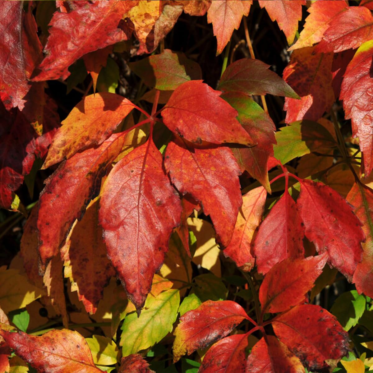 Bloomique - Set de 2 - Parthenocissus quinquefolia ‘Engelmannii’ - Parra virgen - Trepadora - Resistente al frío - 50-70 cm - Maceta 15 cm