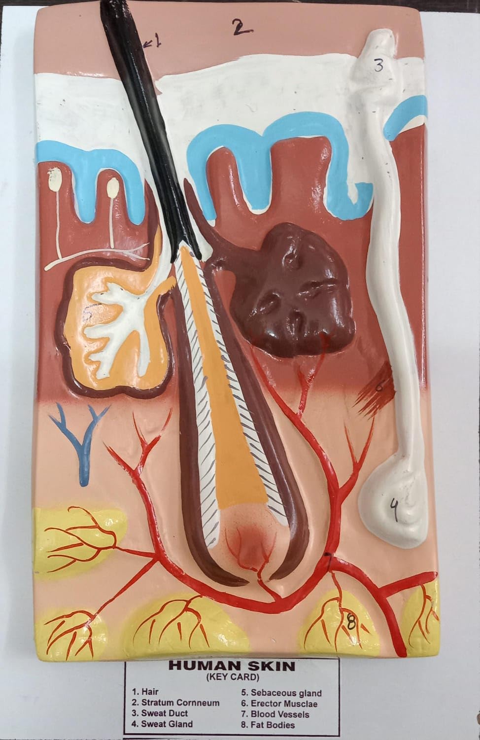 E-MEDI HUMAN SKIN MODEL ON BOARD-image-1