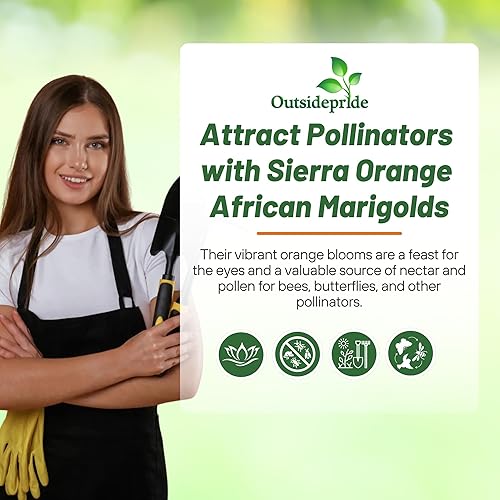 Miniatura 5 de Outsidepride Tagetes Erecta - Caléndula africana naranja para macizos de flores o recipientes grandes 1000 semillas