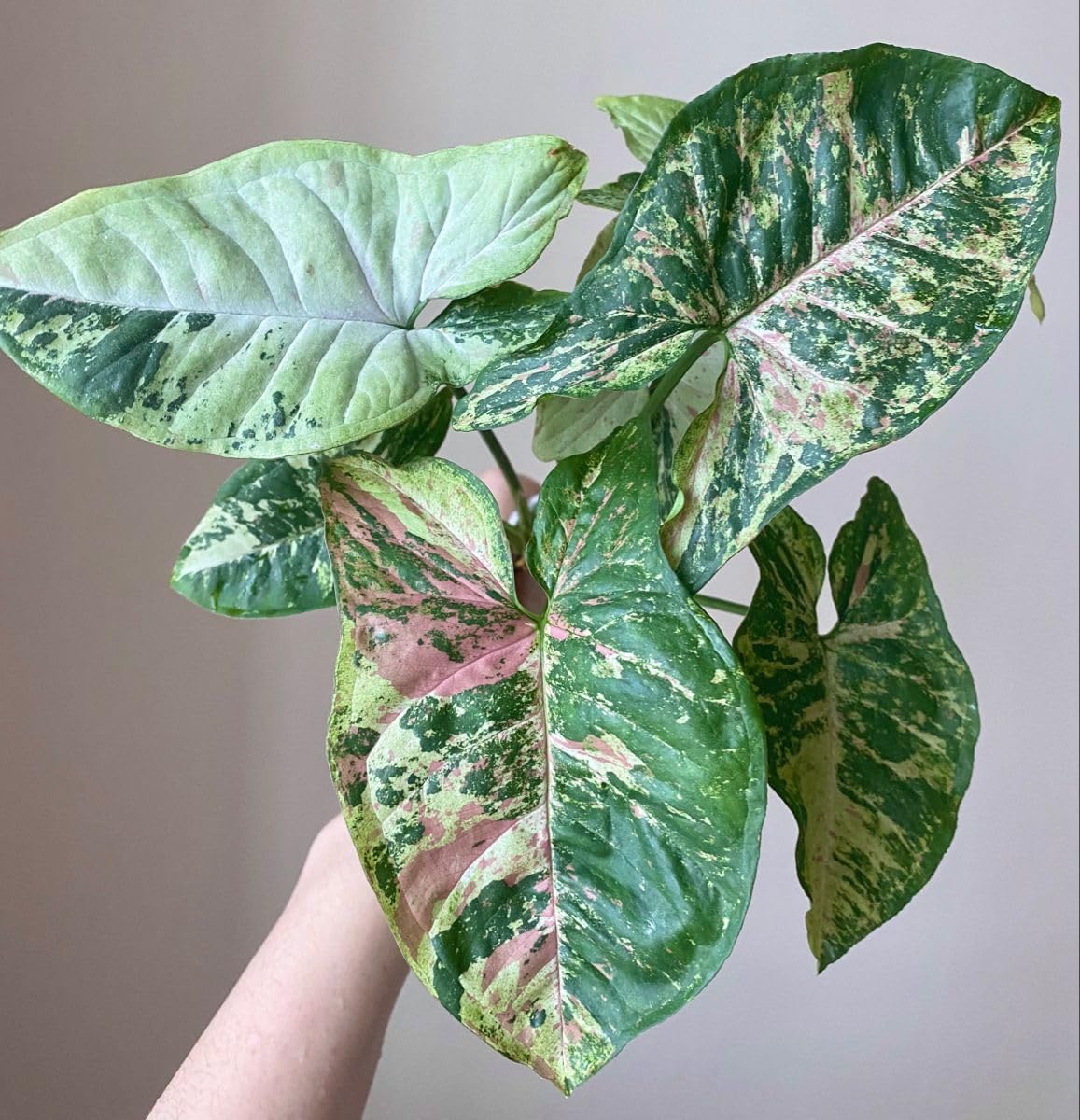See full amazon price history chart for PLANT STORE® Syngonium Confettii Tricolor | Stunning Organic Live Plant with Eye-Catching Pot PLANT STORE® Syngonium Confettii Tricolor | Stunning Organic Live Plant with Eye-Catching Pot (B0CLZT1T92) Amazon Price History, Amazon Price Tracker