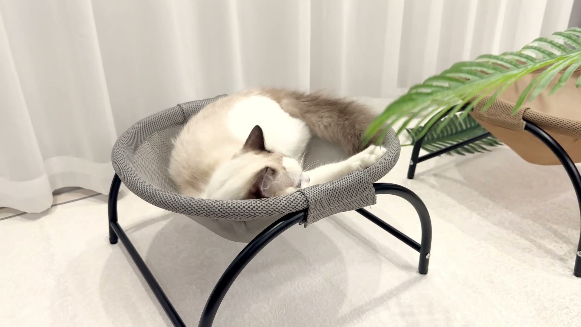 Amazon.co.jp: LIFLIX 猫ベッド ハンモック 柔らかい 猫 寝床 自立式