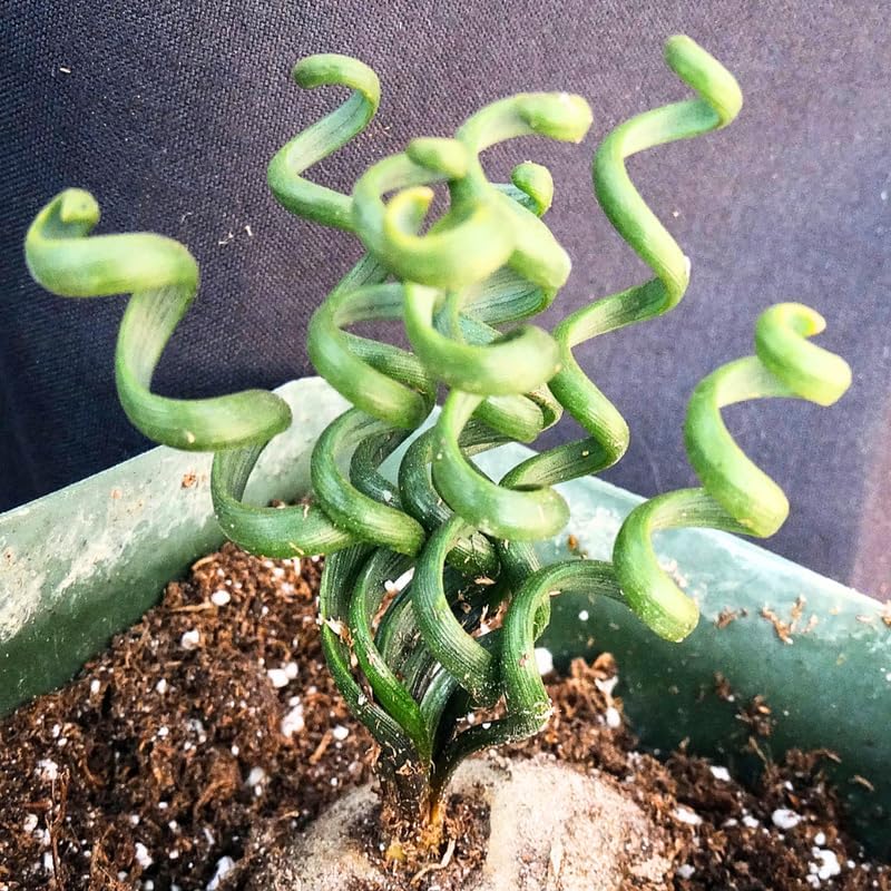 Albuca Live Plant, Rare Spiral Leaf Succulent, 4 Inch Pot, Curly Grass Easy Care Indoor Plant