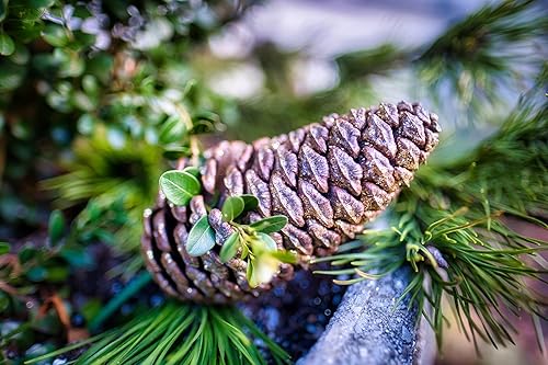 Miniatura 8 de Slash Pine Tree  Semillas Premium  Pinus elliottii  Plants' (Premium Seeds, 30)
