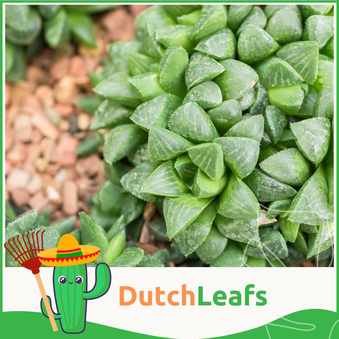 Haworthia Mix 5 Stück Verschiedene Mini-Sukkulenten - Topf 5,5 cm - Asphodeloideae Sukkulent Kleine Pflanzen Sammlung Pflegeleichte Zimmerpflanzen - Höhe 8-15 cm