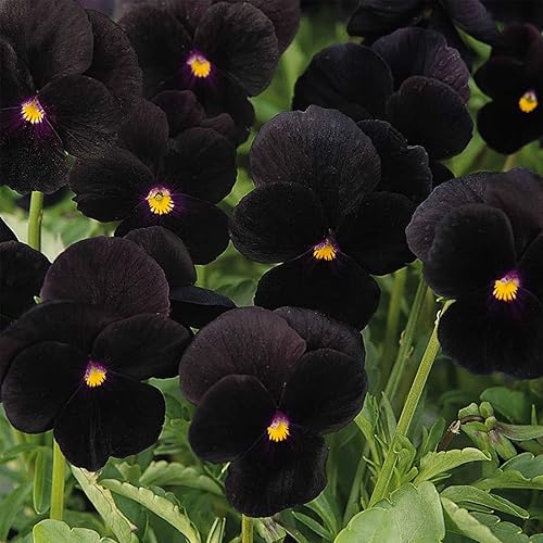 Semillas de jardín de flores de viola - Sorbet F1 Series - Black Delight - 100 semillas - Semilla anual de jardinería de flores