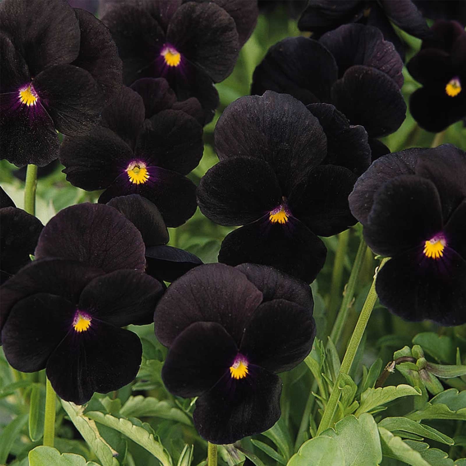 Viola Flower Garden Seeds - Sorbet F1 Series - Black Delight - 100 Seeds