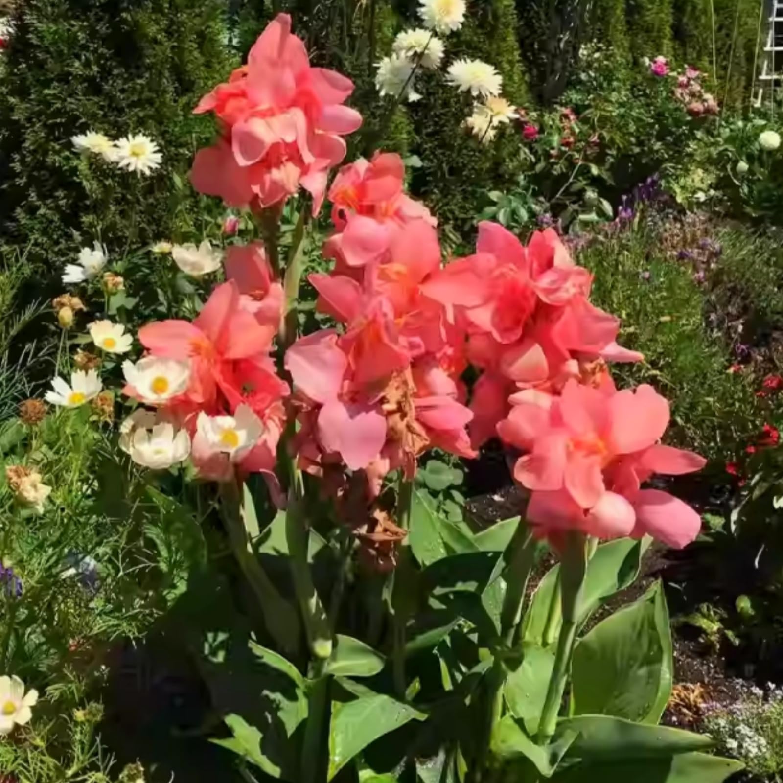 Perennial Canna Lily Seeds for Planting UK-Rare-Excellent Display-Grow Well-Suitable for Indoor & Outdoor-50 Pcs-J