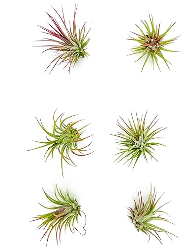 Miniatura 26 de ragnaroc Plantas de aire - Tillandsia Ionantha Rubra, Regular 2-3" - 12ct - Llegada viva garantizada - Plantas de interior para decoración del hogar
