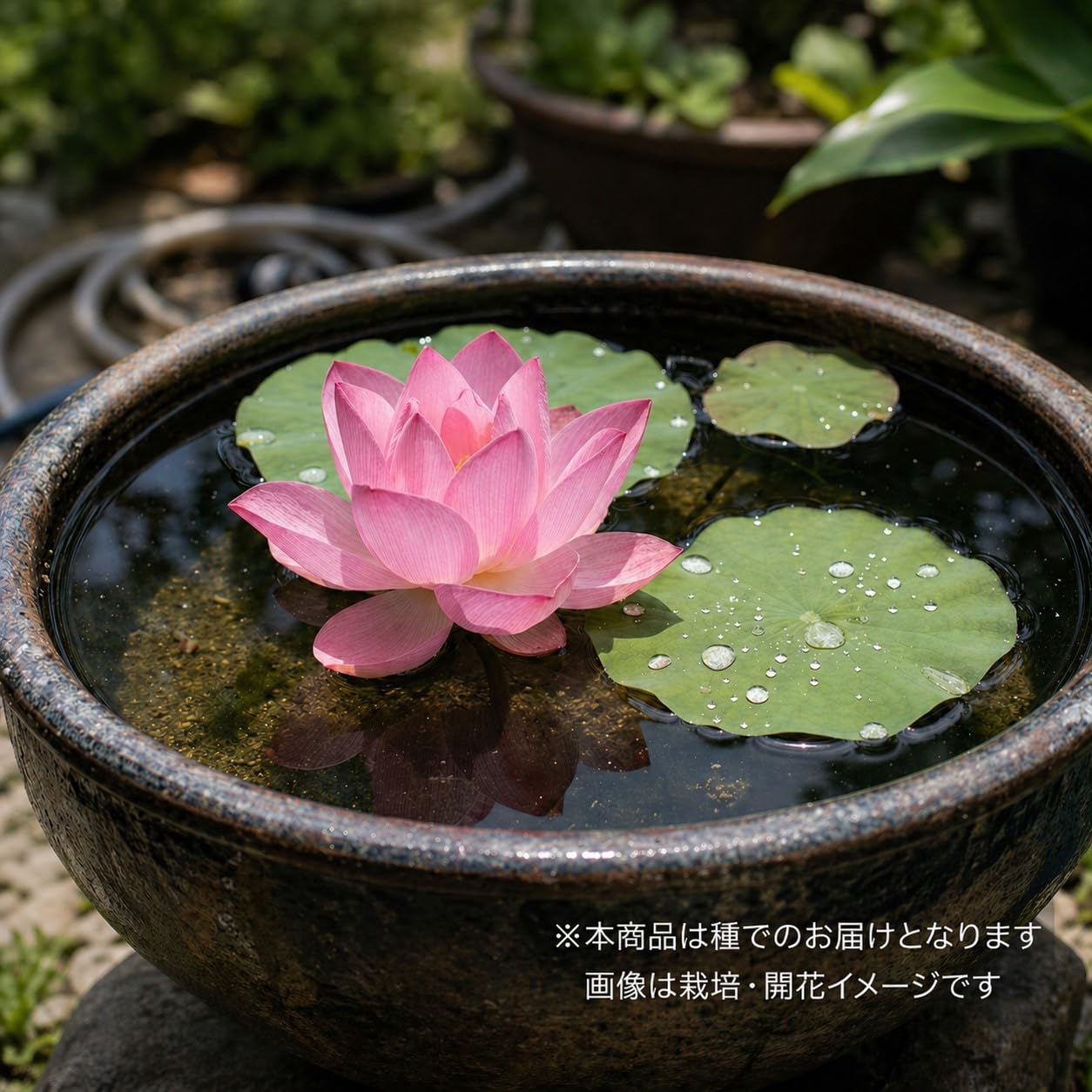 Amazon.co.jp: 茶碗ハス 種 10粒 ミックス｜ミニ蓮 小型蓮 フラワー