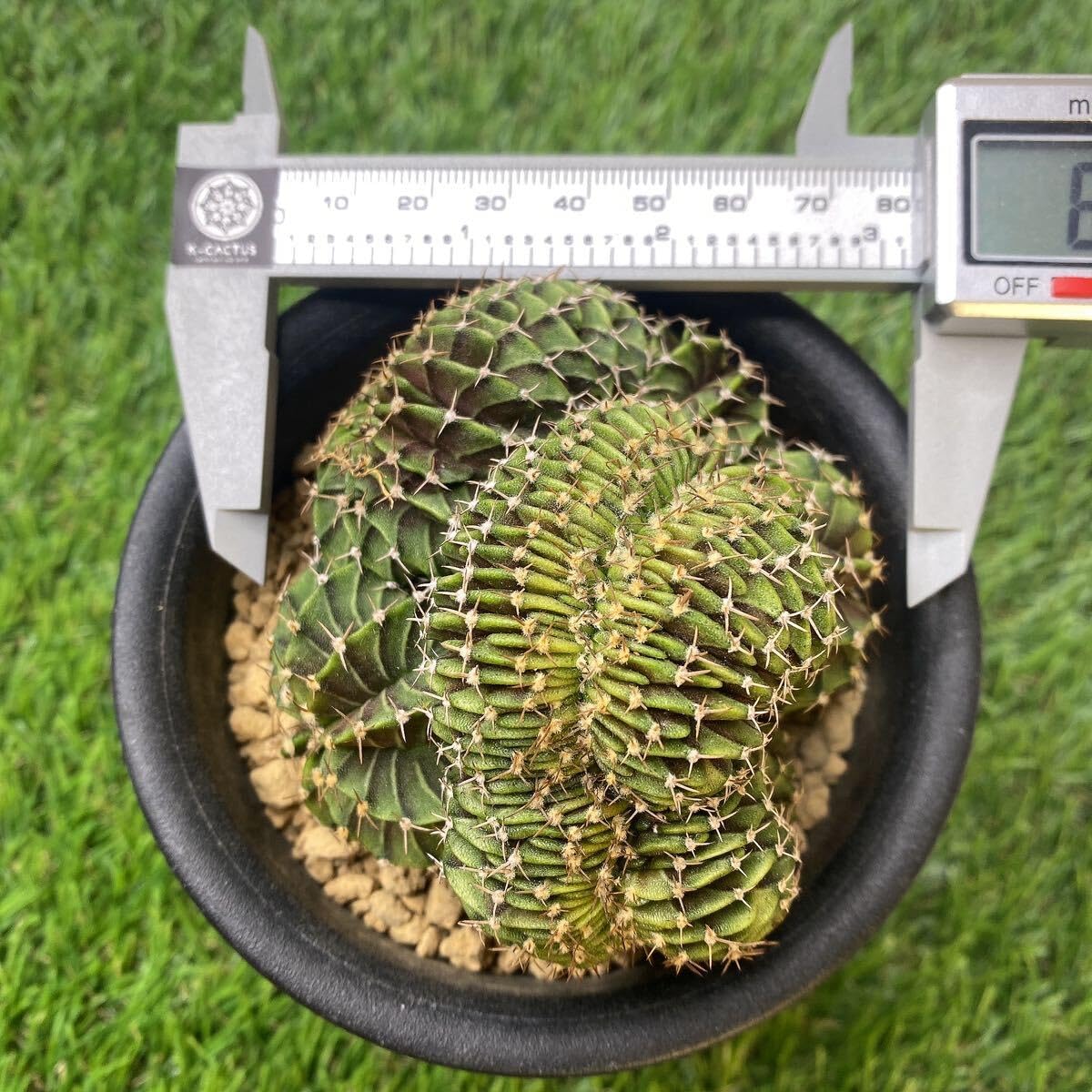 Amazon.co.jp: 多肉植物 サボテン ギムノカリキウムフリードリッヒ