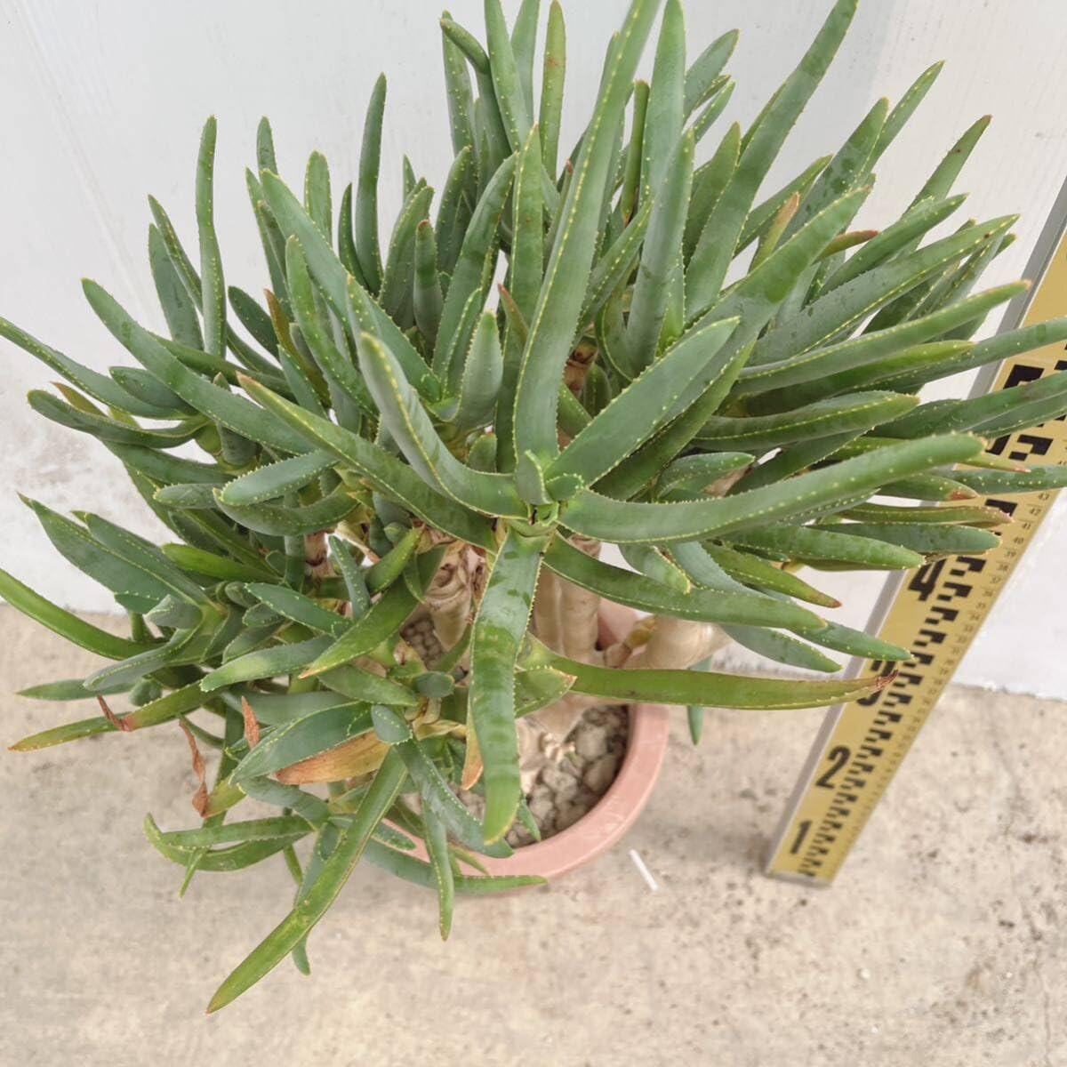 Amazon.co.jp: 多肉植物 アロエ ラモシシマ 7号 大型大株