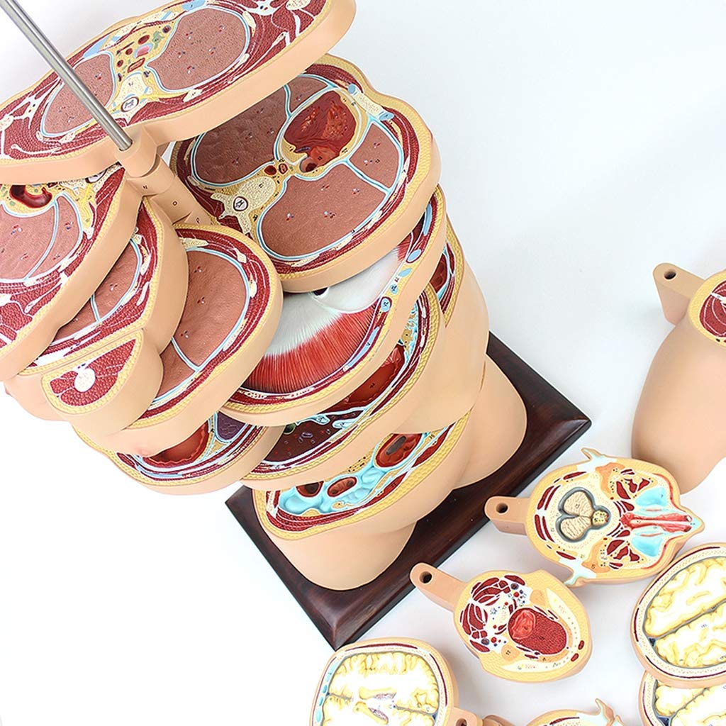 Amazon.co.jp: 人体解剖学モデルボディスケルトン22パーツ水平カット横