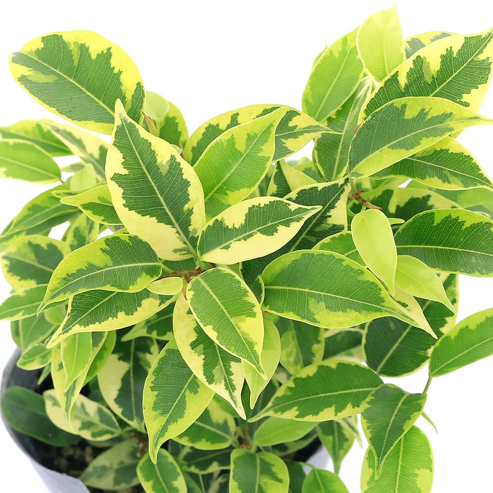 Amazon｜【charm】（観葉植物）フィカス ベンジャミン ラブリー 3号