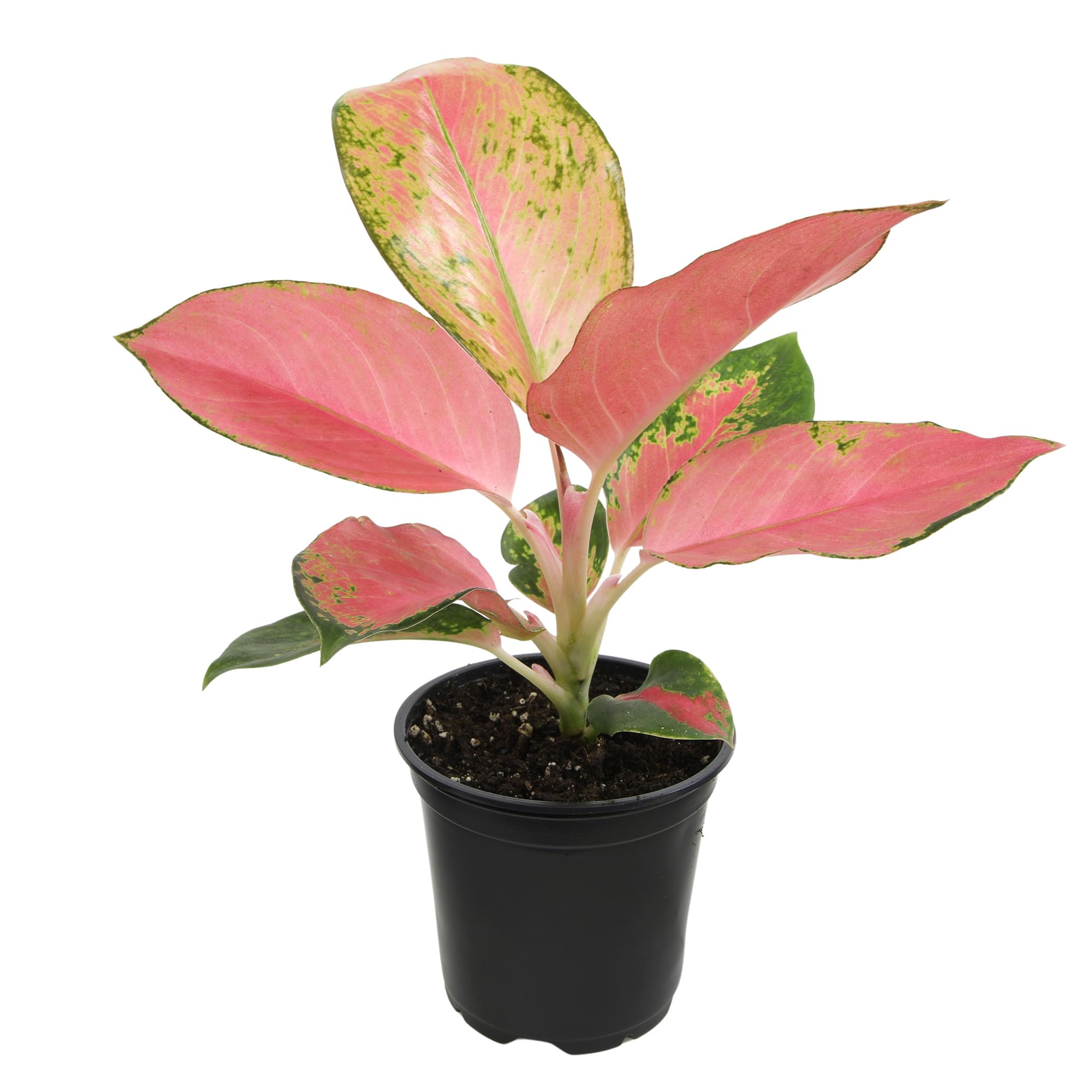 China Red Aglaonema
