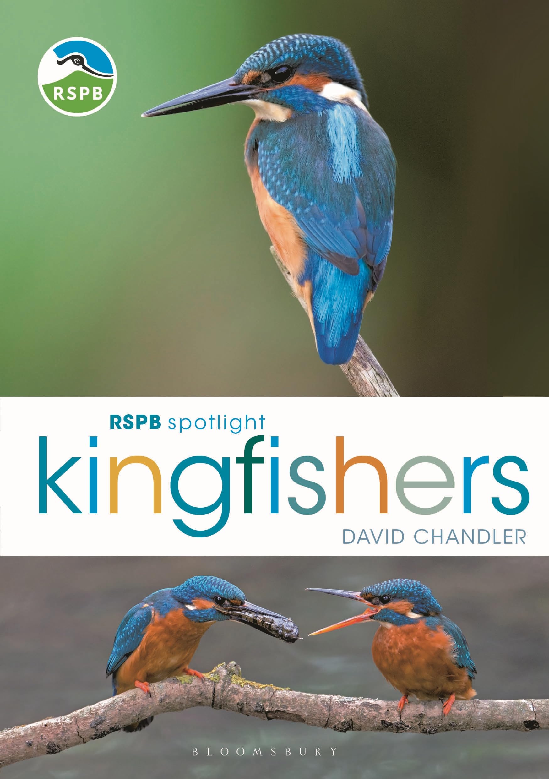 RSPB Spotlight Kingfishers - 9781472987617