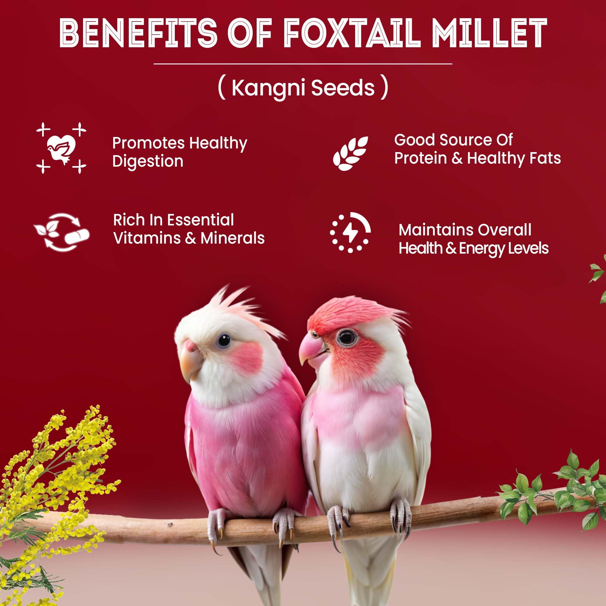 Sparrow Daughter Foxtail Millet (Kangni) Bird Food | Premium Natural Seeds for Budgies, Lovebirds, Cockatiels, Finches, Parakeets & Parrots | Healthy Daily Feed for All Life Stages (450g) 1