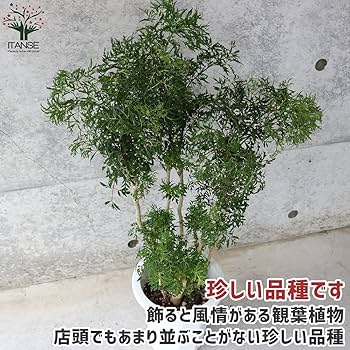 タイワンモミジ。常緑樹 。観葉植物 。鉢ごと無料で発送致します。 タイワンモミジ。常緑樹 。観葉植物 。鉢ごと無料で発送致します。