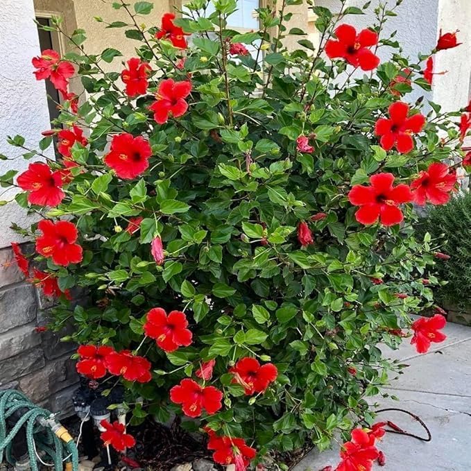 Image of Hibiscus Gudhal Flower Live Plant, Garden and Outdoor Nursery Plant, Multicolour (Hibiscus flower plant)(Live Plant)(GUDHAL FLOWER PLANT) With Pot