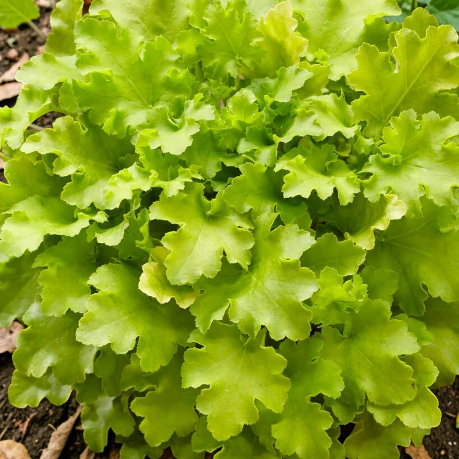 Carbeth Plants Heuchera Plant in 3L Pot (Lime Marmalade)