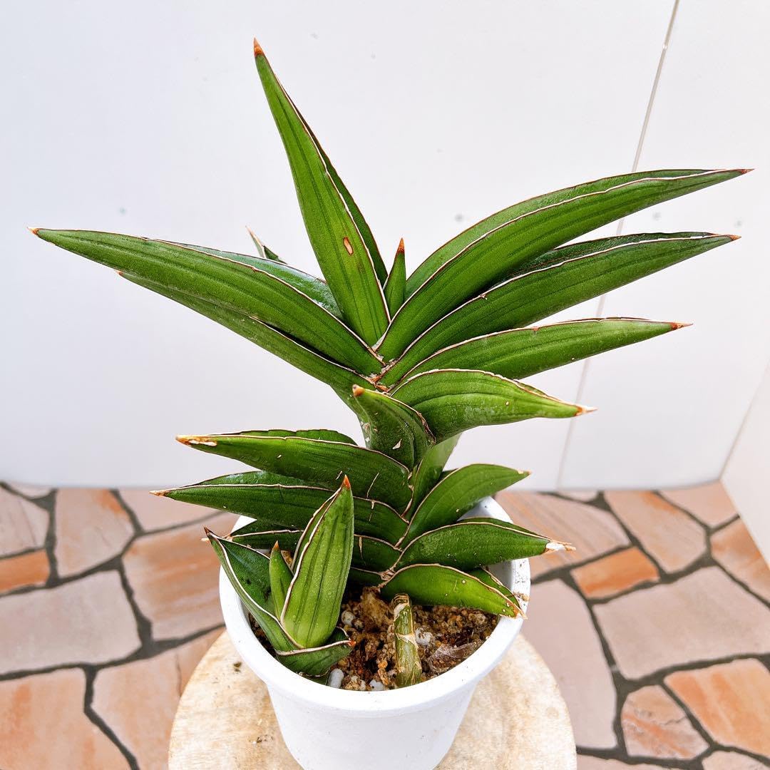 サンセベリア ドワーフ 23 ドライガーデン インテリアグリーン