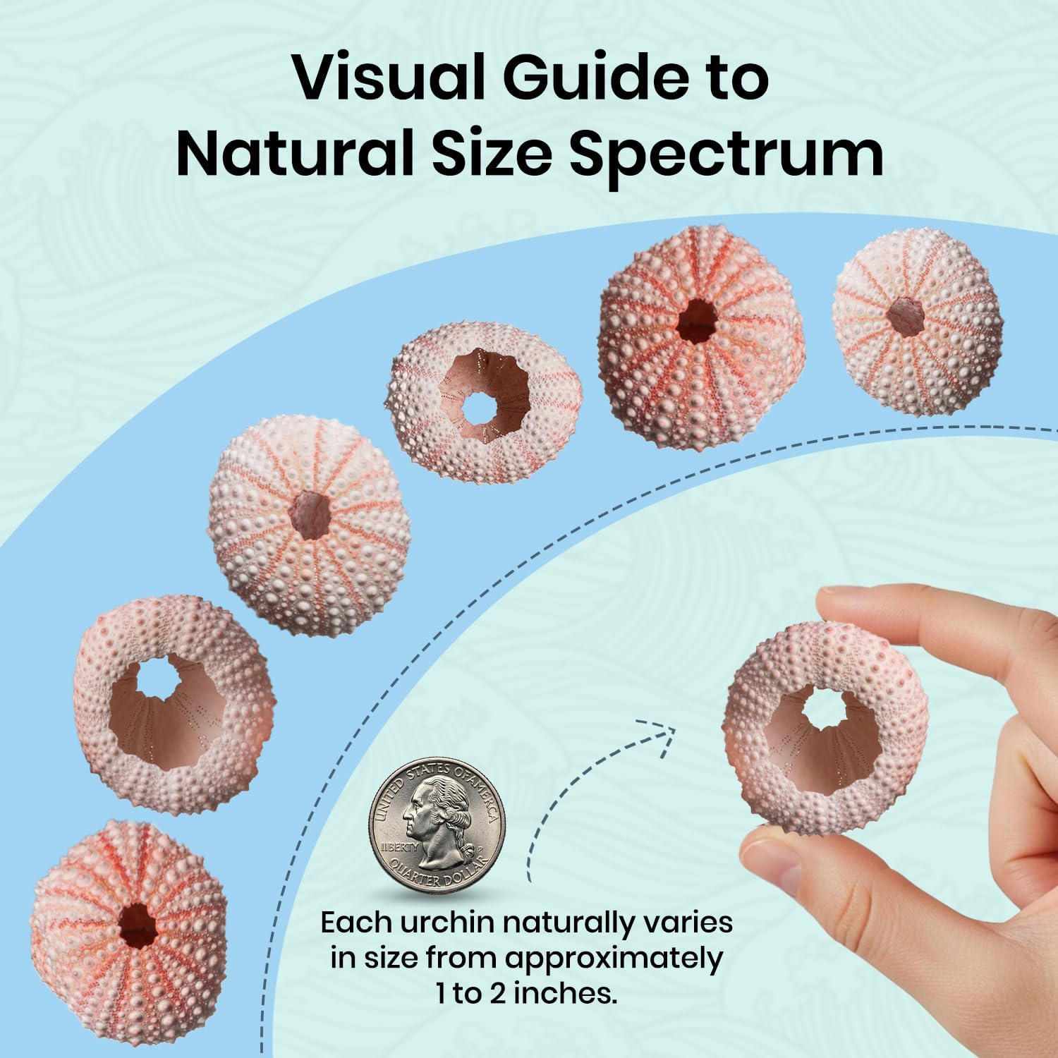 Nautical Crush Trading Sea Urchins Shells for Air Plants - 25 Pink (1-2") Sea Urchin Shells - Hanging Air Plant Holder - Air Plants Live Holders - No Plants Included